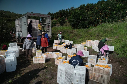 大疆农业云上疆果收官，增产10万斤，全流程管理降本 11万